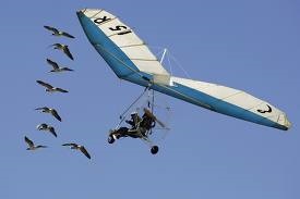 Christian Moullec était présent avec ces oies lors du festival de l'air de l'aérodrome Lille- Marcq.